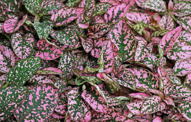 istock Perfect Pink Hypoestes 1176784912