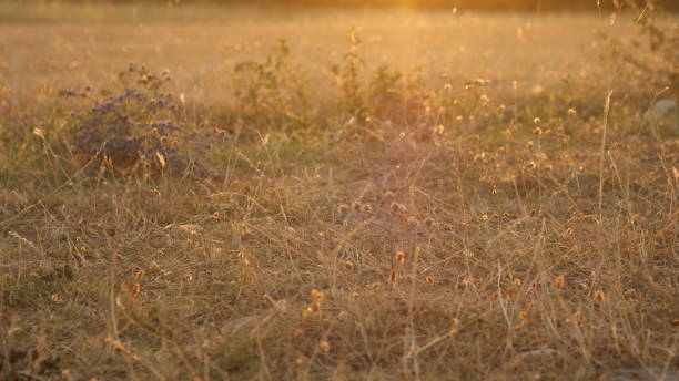 istock dry field. in the sunset 1176785178