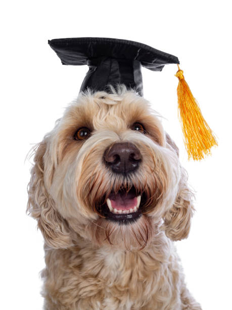 istock Head shot Labradoodle graduation on white 1176785838