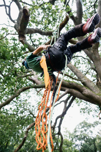 istock Low angle view of tree surgeon supported by ropes in tree 1176786710