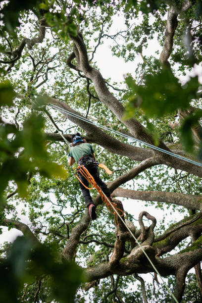istock Low angle view of tree surgeon working at height in branches 1176786923