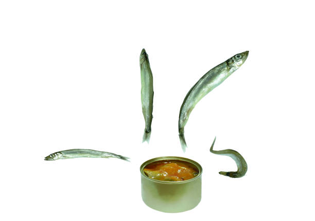 raw Capelin fish or Shishamo in Japanese language floating on tin can