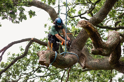 Tree surgeon using chainsaw to cut tree branch tied up with rope