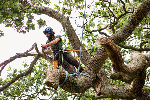 Man wearing safety hardness cutting through wood in oak tree with machinery