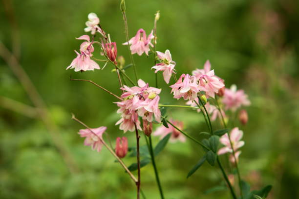 istock flowers aquilegia in nature 1176789280