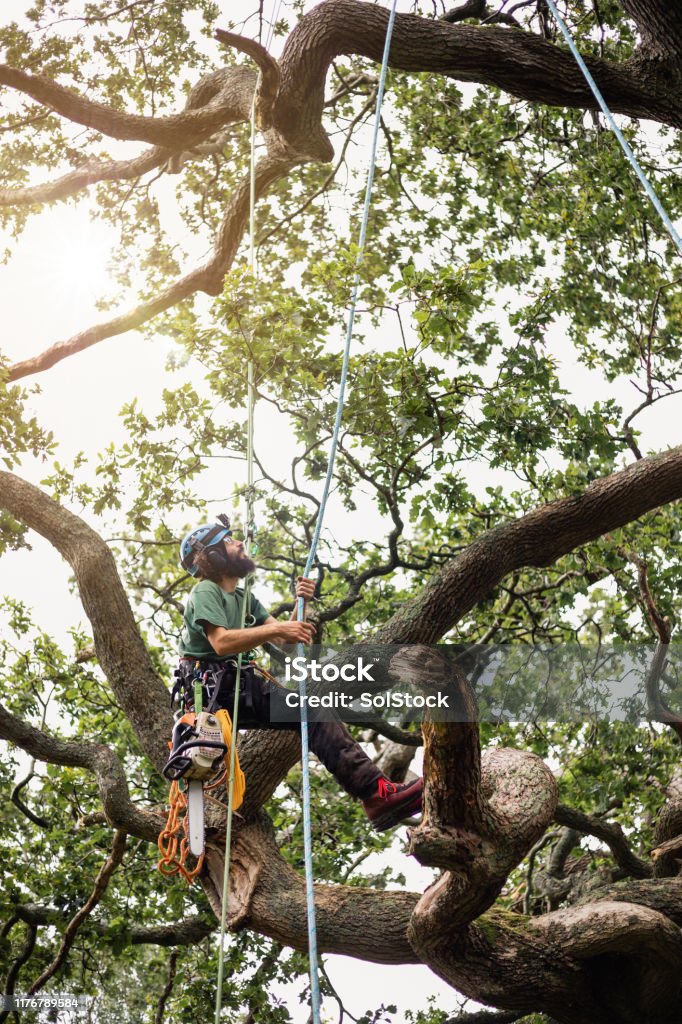 https://media.istockphoto.com/id/1176789584/photo/tree-surgeon-working-in-tree-looking-up-and-pulling-rope.jpg?s=1024x1024&w=is&k=20&c=bgZxzXMIqZKcS8FgYS4Qn5Px-XR0y_XAXLfpU1-WdrI=