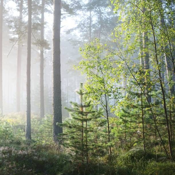istock Foggy sunrise in the deciduous forest in Latvia. 1176789730
