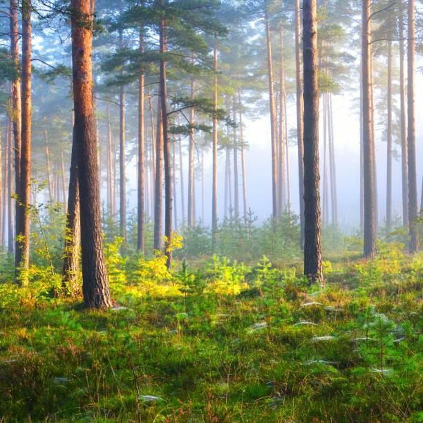 istock Foggy sunrise in the deciduous forest in Latvia. 1176789732
