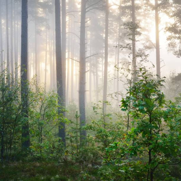 istock Foggy sunrise in the deciduous forest in Latvia. 1176790268