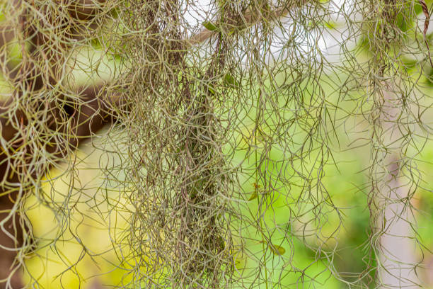 Texture of the leaves for making the background