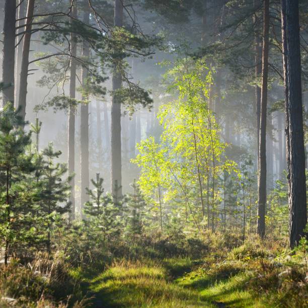 istock Foggy sunrise in the deciduous forest in Latvia. 1176790332