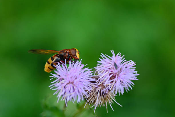Summer; large european hornet on top of a small thistle in an agriculture field.