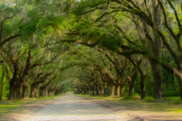 Stately oak trees arching over street