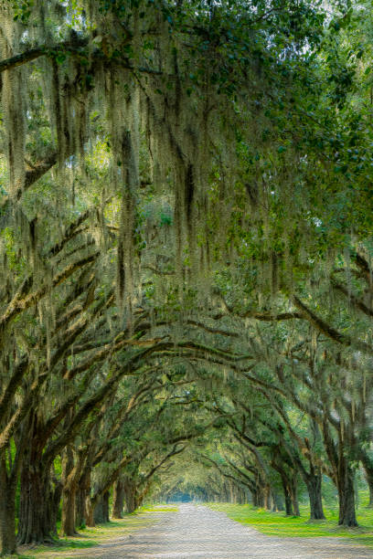 istock Oak tree canopy appearing as oil painting 1176791887