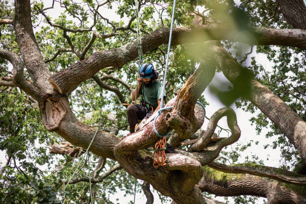istock Tree surgeon looking down and holding safety rope in tree 1176791998