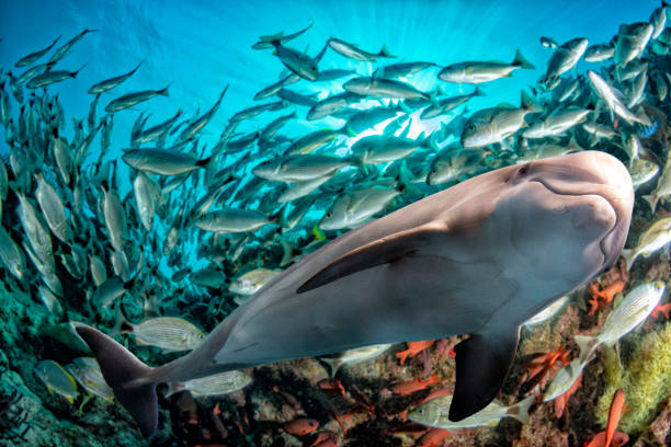 istock sardine school of fish ball underwater 1176792312