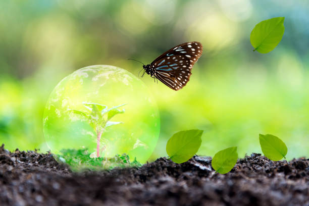 istock Glowing earth globe on soil with butterfly in the nature.   World Environment and Save Environment. Earth image provided by Nasa. 1176792770