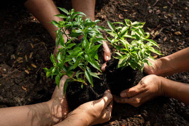 istock Hands Team work protecting sapling tree growing up and planting on land for reduce global warming earth, top view. Agriculture Ecology Concept 1176793361