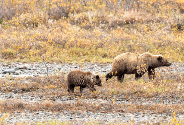 istock Grizzly Bear Sow and Cub in Autumn 1176794468