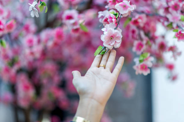 istock Hands and beautiful pink cherry blossoms Nature travel ideas With copy space 1176794493