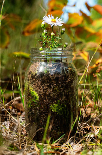 Wildflower grows from glass mason jar.