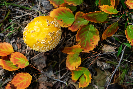 Yellow Blusher (Amanita flavorubescens) mushroom.