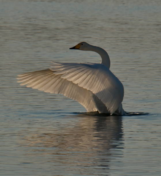 istock Swan in the sunset 1176795499