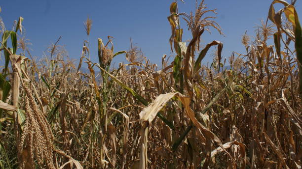 istock Golden corn field against the blue sky. 1176795917