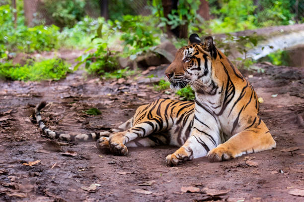 istock Asian tiger in tropical forest 1176797292