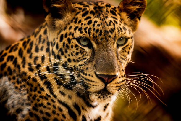 istock The portrait of Javan leopard 1176797477