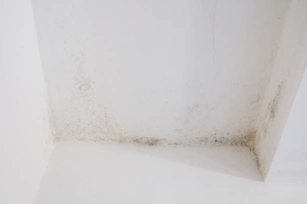 istock Mold on white wall - Fungus on white background 1176797598