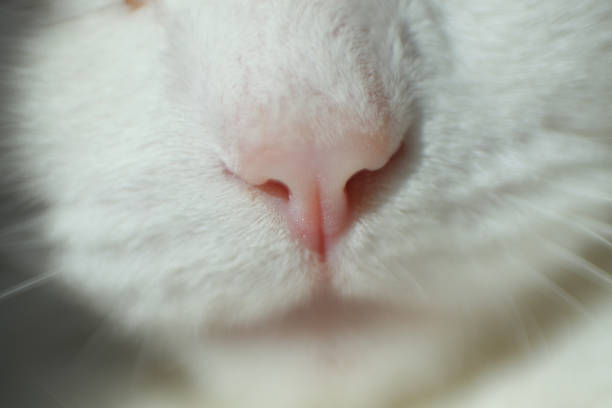 istock cat pink nose macro photo 1176797957