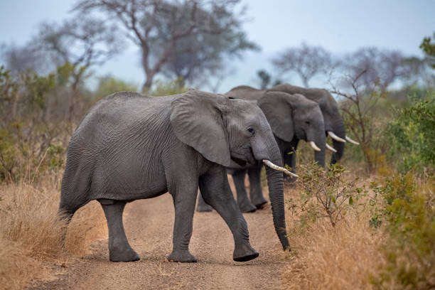 istock elephant group in kruger park south africa 1176798034