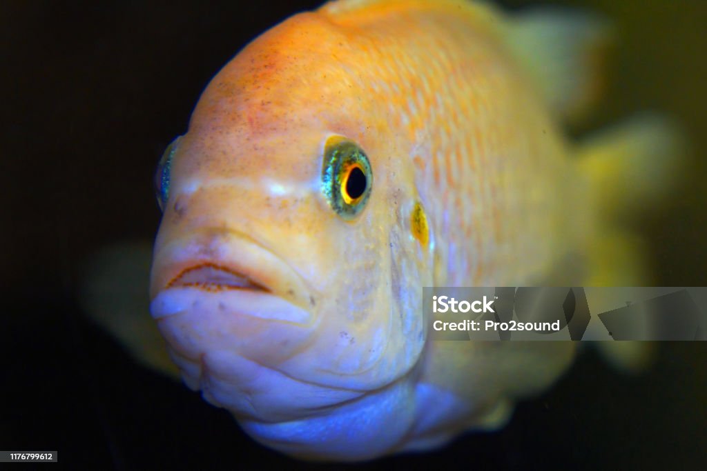 The fish in the aquarium. Portrait of an African aquarium fish of the cichlid family called Pseudotropheus lombardoi The fish in the aquarium. Portrait of an African aquarium fish of the cichlid family called Pseudotropheus lombardoi. Close up. Africa Stock Photo