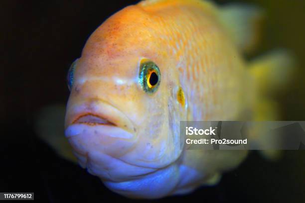 The Fish In The Aquarium Portrait Of An African Aquarium Fish Of The Cichlid Family Called Pseudotropheus Lombardoi Stock Photo - Download Image Now