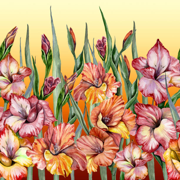 schöne gladiolenblüten mit grünen blättern auf gefälle hintergrund. nahtlose exotische blumenmuster, grenze. aquarell- hand bemalt e-illustration. - gladiolus flower iris design stock-grafiken, -clipart, -cartoons und -symbole