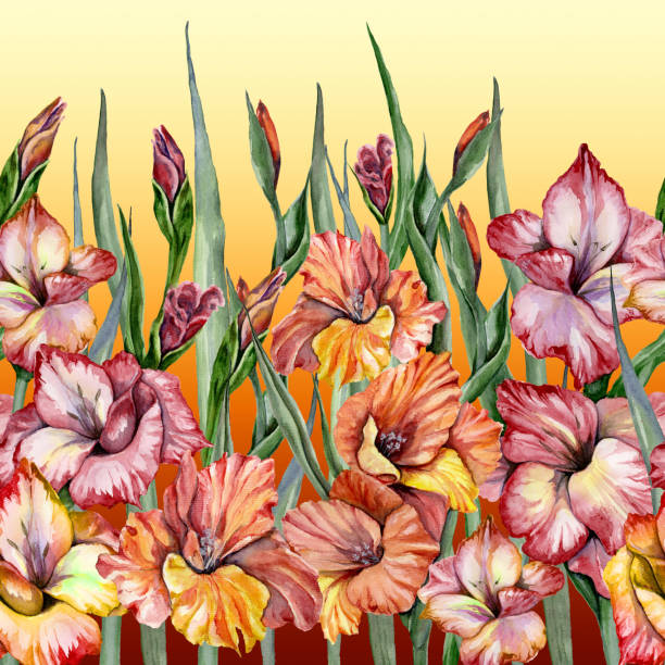 그라데이션 배경에 녹색 잎과 아름다운 gladiolus 꽃입니다. 원활한 이국적인 꽃 무늬, 테두리. 수채화 그림입니다. 손으로 그린 일러스트. - gladiolus flower iris design stock illustrations
