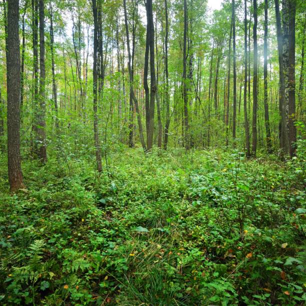 istock Early Autumn deciduous forest in Latvia. 1176800857