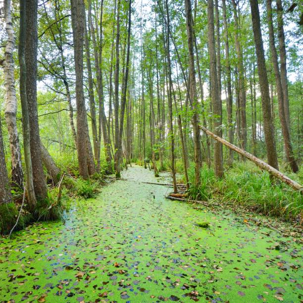 istock Forest swamp covered with duckweed (Lemna) plants 1176800890