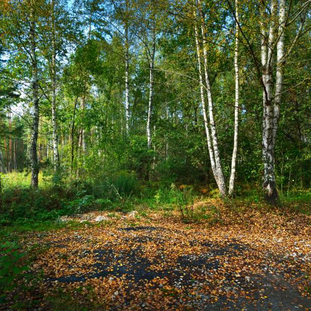 Early Autumn deciduous forest in Latvia.