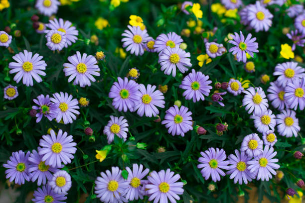 istock Floral background of small  light blue summer meadow flowers 1176801327