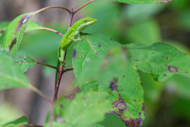 istock Anole lizard on green leaves. 1176801547