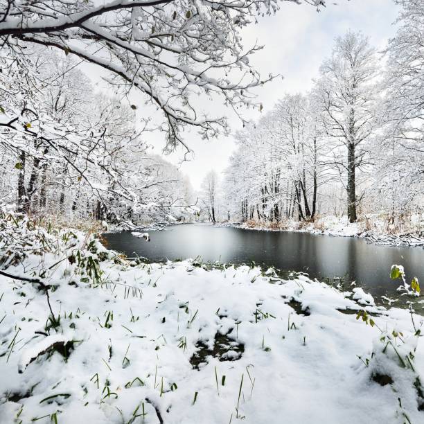 istock Lake in a winter forest on a bright day 1176801605