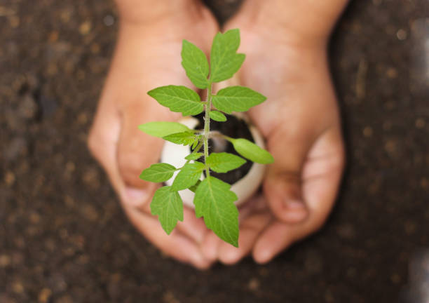 Eco green sustainable living, environmental sustainability concepts