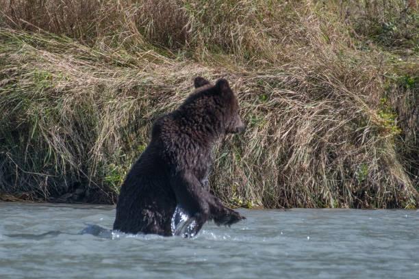 istock Alaska coastal Brown bears, brothers, fishing 1176802413