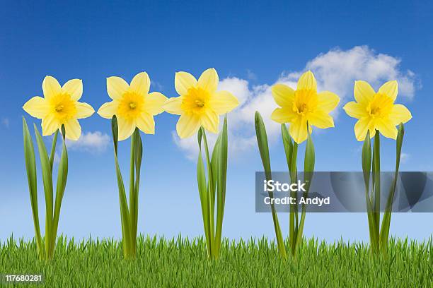 Daffodils - zdjęcia stockowe i więcej obrazów Narcyz - Liliowate - Narcyz - Liliowate, Bez ludzi, Chmura