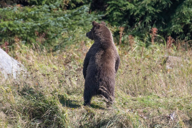alaska przybrzeżnych niedźwiedzie brunatne, bracia, wędkarstwo - lynn canal zdjęcia i obrazy z banku zdjęć