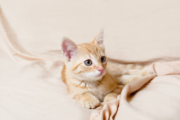 ginger kitten light background indoors stock photo