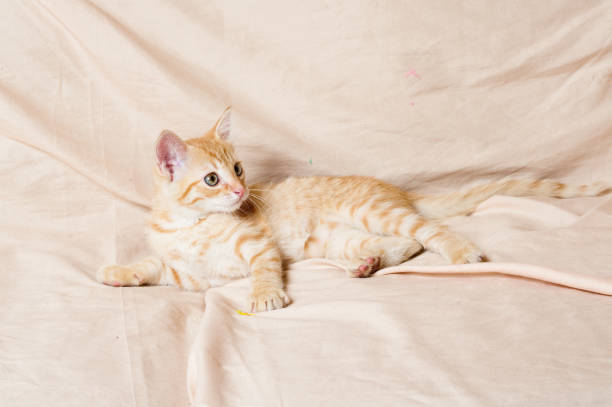 ginger kitten light background indoors stock photo