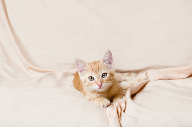 ginger kitten light background indoors stock photo